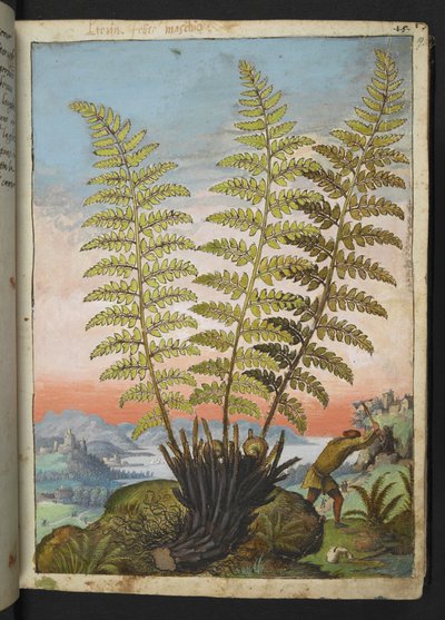 Dryopteris filix mas: Paproć, z „Obraz flory państw rzymskich” Gherardo Cibo, Add MS 22333, f019r, c.1564-84 (akwarela i gwasz na papierze) autorstwa Gherardo Cibo