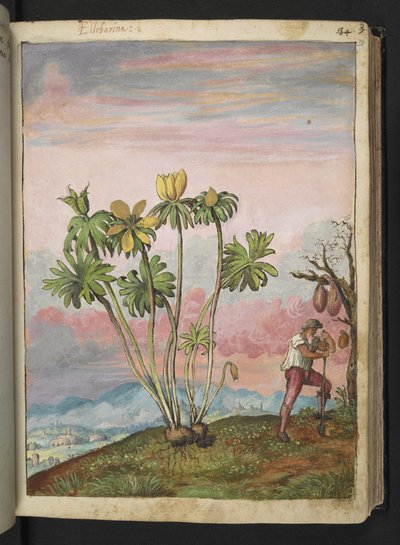 Eranthis hyemalis, z „Obrazów flory stanów rzymskich” Gherardo Cibo, Add MS 22333, f038r, c.1564-84 (akwarela i gwasz na papierze) autorstwa Gherardo Cibo