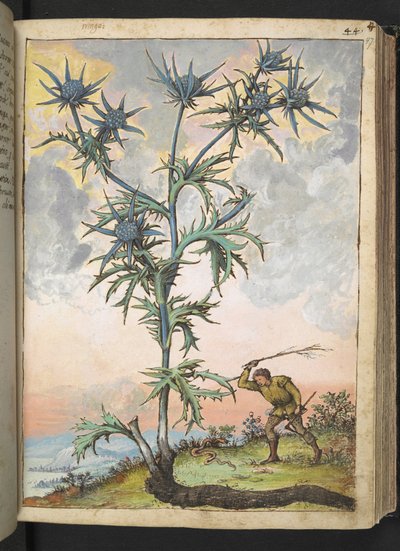 Eryngium maritimum, z „Obrazów flory stanów rzymskich” Gherardo Cibo, Add MS 22333, f047r, c.1564-84 (akwarela i gwasz na papierze) autorstwa Gherardo Cibo