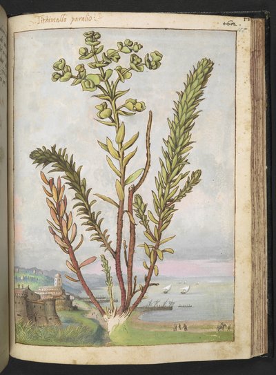 Euphorbia paralias, z „Obrazów flory stanów rzymskich” autorstwa Gherardo Cibo, Add MS 22333, f155r, c.1564-84 (akwarela i gwasz na papierze) autorstwa Gherardo Cibo