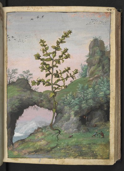 Euphrasia officinalis, z „Obrazów flory państw rzymskich” Gherardo Cibo, Add MS 22333, f041r, c.1564-84 (akwarela i gwasz na papierze) autorstwa Gherardo Cibo