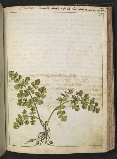 Filipendula, z „Obrazy flory stanów rzymskich” Gherardo Cibo, Add MS 22333, f145r, c.1564-84 (akwarela i gwasz na papierze) autorstwa Gherardo Cibo