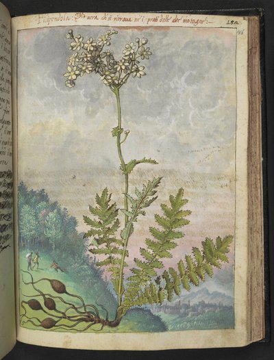 Filipendula vulgari, z „Obrazy flory stanów rzymskich” Gherardo Cibo, Add MS 22333, f146r, c.1564-84 (akwarela i gwasz na papierze) autorstwa Gherardo Cibo