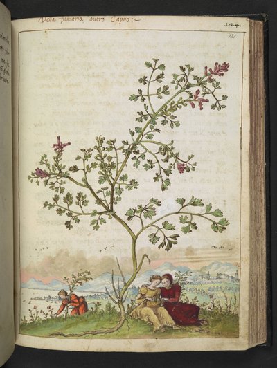 Fumaria gaillardotii , z "Obrazów flory stanów rzymskich" Gherardo Cibo, Add MS 22333, f121r, c.1564-84 (akwarela i gwasz na papierze) autorstwa Gherardo Cibo