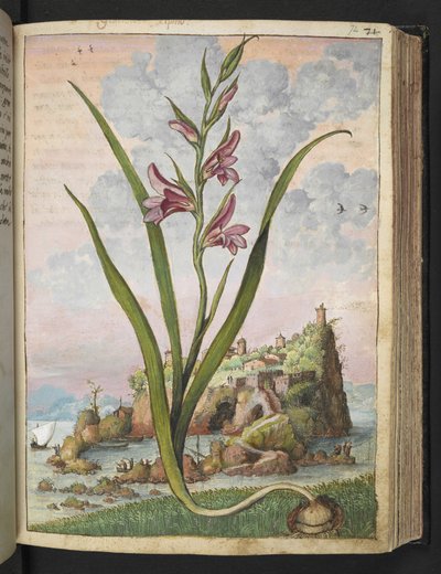 Gladiolus Italicus, z „Obrazów flory stanów rzymskich” Gherardo Cibo, Add MS 22333, f072r, c.1564-84 (akwarela i gwasz na papierze) autorstwa Gherardo Cibo