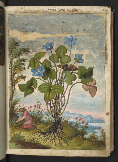 Hepatica nobilis: roślina o niebieskich płatkach i osoba kopiąca lub mówiąca sadzonki, z „Obrazów flory państw rzymskich” Gherardo Cibo, Add MS 22333, f032r, c.1564-84 (akwarela i gwasz na papierze) autorstwa Gherardo Cibo