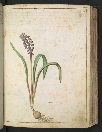 Hyacinthus, z „Obrazów flory stanów rzymskich” Gherardo Cibo, Add MS 22333, f060r, c.1564-84 (akwarela i gwasz na papierze) autorstwa Gherardo Cibo
