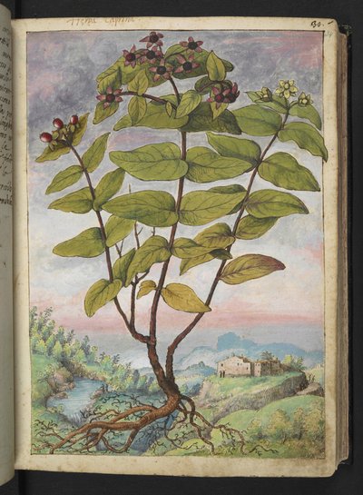 Hypericum hircinum, z "Obrazów flory państw rzymskich" Gherardo Cibo, Add MS 22333, f034r, c.1564-84 (akwarela i gwasz na papierze) autorstwa Gherardo Cibo