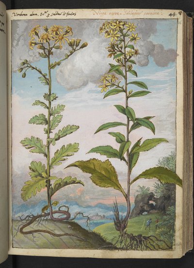 Jacobaeae vulgaris et Senecio ovatu, z „Obrazów flory państw rzymskich” Gherardo Cibo, Add MS 22333, f046r, c.1564-84 (akwarela i gwasz na papierze) autorstwa Gherardo Cibo