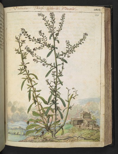 Lepidium graminifolium, z "Obrazów flory stanów rzymskich" Gherardo Cibo, Add MS 22333, f120r, c.1564-84 (akwarela i gwasz na papierze) autorstwa Gherardo Cibo