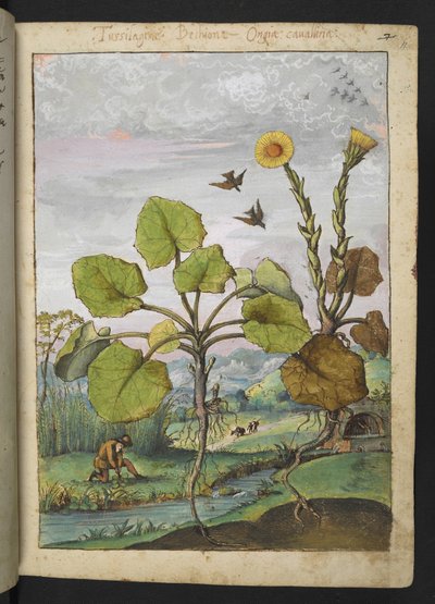 Ligularia tussilaginea (Leopard roślina), z "Obrazów flory państw rzymskich" Gherardo Cibo, Add MS 22333, f011r, c.1564-84 (akwarela i gwasz na papierze) autorstwa Gherardo Cibo