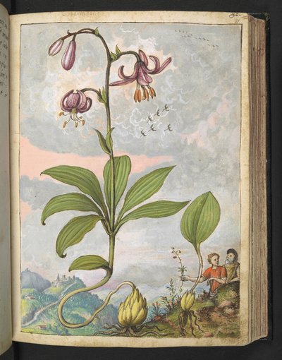 Lilium martagon, z "Obrazów flory stanów rzymskich" Gherardo Cibo, Add MS 22333, f081r, c.1564-84 (akwarela i gwasz na papierze) autorstwa Gherardo Cibo