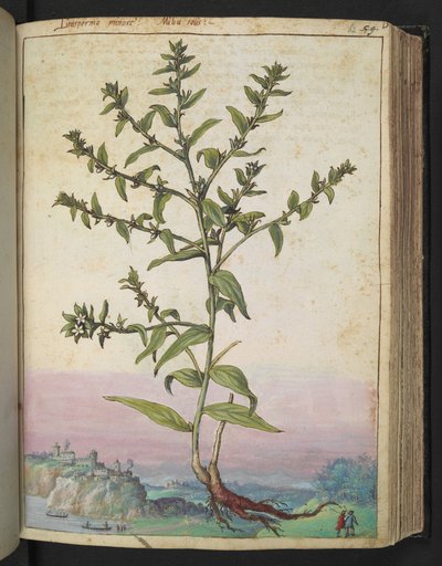 Lithospermum officinale, z „Obrazów flory państw rzymskich” Gherardo Cibo, Add MS 22333, f062r, c.1564-84 (akwarela i gwasz na papierze) autorstwa Gherardo Cibo
