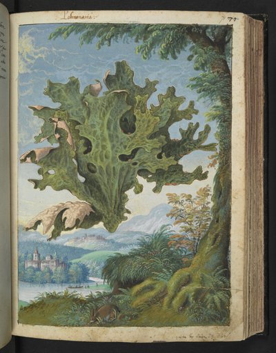 Lobaria pulmonaria (Lungwort) , z "Obrazów flory państw rzymskich" Gherardo Cibo, Add MS 22333, f071r, c.1564-84 (akwarela i gwasz na papierze) autorstwa Gherardo Cibo