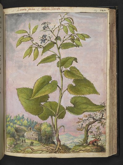 Lunaria redivivia, z „Obrazów flory stanów rzymskich” autorstwa Gherardo Cibo, Add MS 22333, f124r, c.1564-84 (akwarela i gwasz na papierze) autorstwa Gherardo Cibo