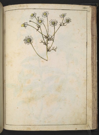 Matricaria chamomilla (Rumianek), z „Obrazów Flory Państw Rzymskich” Gherardo Cibo, Add MS 22333, f163r, c.1564-84 (akwarela i gwasz na papierze) autorstwa Gherardo Cibo