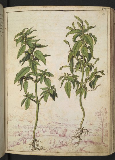 Mercurialis annua, z „Obrazów flory stanów rzymskich” Gherardo Cibo, Add MS 22333, f056r, c.1564-84 (akwarela i gwasz na papierze) autorstwa Gherardo Cibo