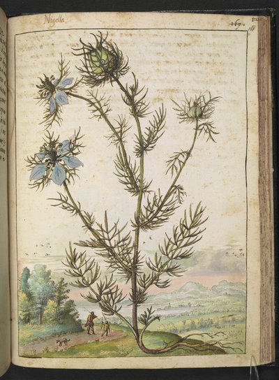 Nigella damascena, z „Obrazów flory stanów rzymskich” Gherardo Cibo, Add MS 22333, f161r, c.1564-84 (akwarela i gwasz na papierze) autorstwa Gherardo Cibo