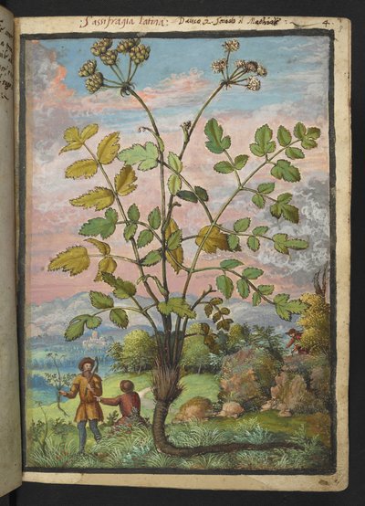 Oenanthe crocata, z „Obraz flory stanów rzymskich” Gherardo Cibo, Add MS 22333, f008r, c.1564-84 (akwarela i gwasz na papierze) autorstwa Gherardo Cibo
