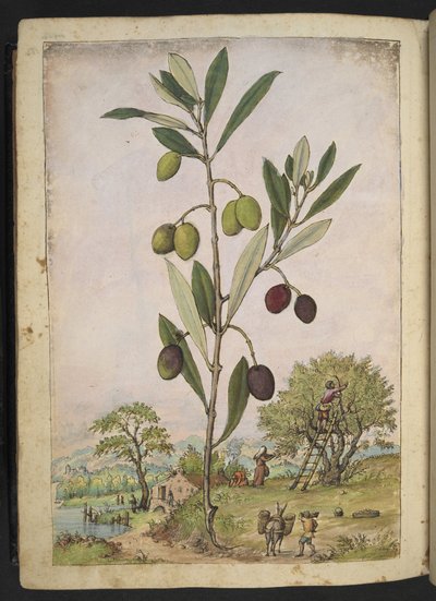 Olea europaea (drzewo oliwne), z „Obrazów flory państw rzymskich” autorstwa Gherardo Cibo, Add MS 22333, f181v, c.1564-84 (akwarela i gwasz na papierze) autorstwa Gherardo Cibo