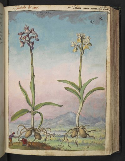 Orchis pallens: Dwie rośliny kwitnące, z „Obrazów flory stanów rzymskich” autorstwa Gherardo Cibo, Add MS 22333, f064r, c.1564-84 (akwarela i gwasz na papierze) autorstwa Gherardo Cibo