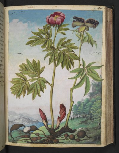 Paeonia officinalis, z „Obrazów flory stanów rzymskich” Gherardo Cibo, Add MS 22333, f085r, c.1564-84 (akwarela i gwasz na papierze) autorstwa Gherardo Cibo