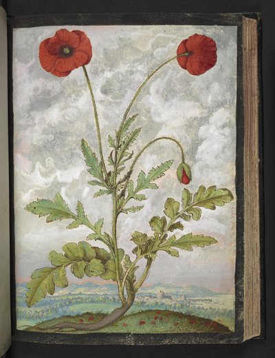 Papaver rhoeas (Maki), z „Obrazy flory stanów rzymskich” Gherardo Cibo, Add MS 22333, f107r, c.1564-84 (akwarela i gwasz na papierze) autorstwa Gherardo Cibo