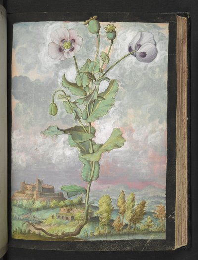 Papaver somniferum: Roślina o białych płatkach, z „Obrazów flory państw rzymskich” Gherardo Cibo, Add MS 22333, f108r, c.1564-84 (akwarela i gwasz na papierze) autorstwa Gherardo Cibo