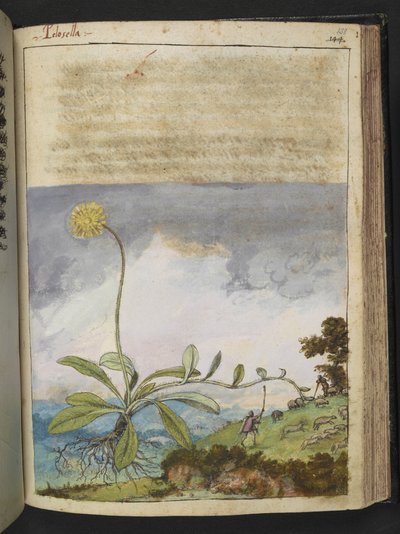 Pilosella officinarum, z "Obrazów flory stanów rzymskich" Gherardo Cibo, Add MS 22333, f138r, c.1564-84 (akwarela i gwasz na papierze) autorstwa Gherardo Cibo
