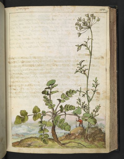 Pimpinella saxifraga, z „Obrazów flory państw rzymskich” Gherardo Cibo, Add MS 22333, f101r, c.1564-84 (akwarela i gwasz na papierze) autorstwa Gherardo Cibo