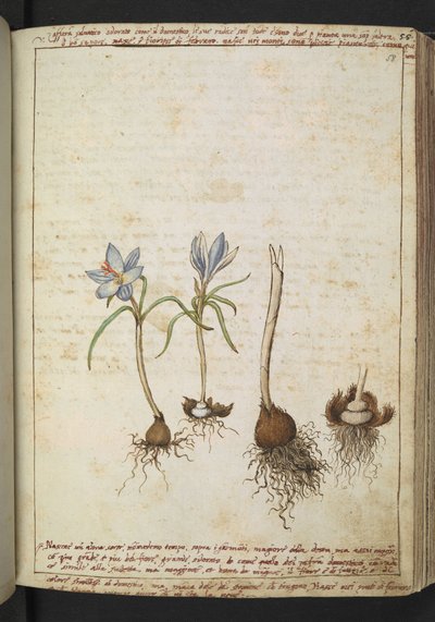Rośliny między niebieskimi kwiatami, z "Obrazów flory stanów rzymskich" Gherardo Cibo, Add MS 22333, f058r, c.1564-84 (akwarela i gwasz na papierze) autorstwa Gherardo Cibo
