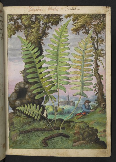Polypodium, z „Obrazy flory stanów rzymskich” Gherardo Cibo, Add MS 22333, f015r, c.1564-84 (akwarela i gwasz na papierze) autorstwa Gherardo Cibo