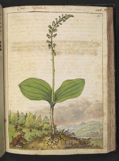 Ewentualnie Ophrys apifera (storczyk pszczeli), z „Obrazy flory stanów rzymskich” Gherardo Cibo, Add MS 22333, f139r, c.1564-84 (akwarela i gwasz na papierze) autorstwa Gherardo Cibo