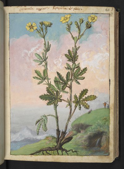Potentilla recta: Roślina o żółtych kwiatach, z „Obrazów flory stanów rzymskich” autorstwa Gherardo Cibo, Add MS 22333, f039r, c.1564-84 (akwarela i gwasz na papierze) autorstwa Gherardo Cibo