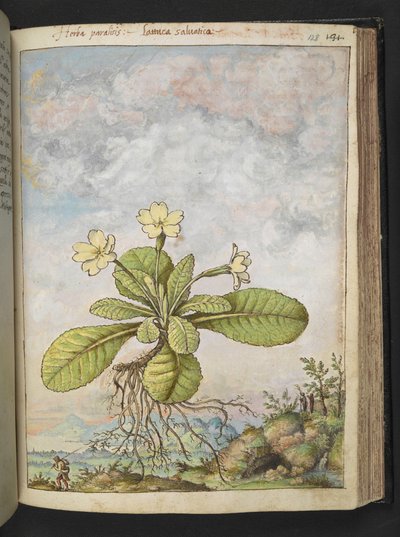 Primula vulgaris, z "Obrazów flory stanów rzymskich" Gherardo Cibo, Add MS 22333, f128r, c.1564-84 (akwarela i gwasz na papierze) autorstwa Gherardo Cibo
