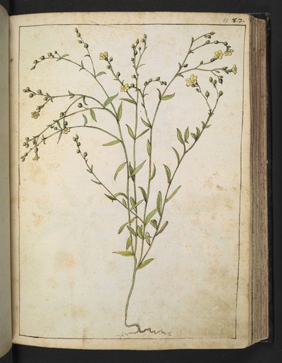 Ranunculus bulbosus: Roślina o żółtych kwiatach, z „Obrazów flory stanów rzymskich” autorstwa Gherardo Cibo, Add MS 22333, f088r, c.1564-84 (akwarela i gwasz na papierze) autorstwa Gherardo Cibo