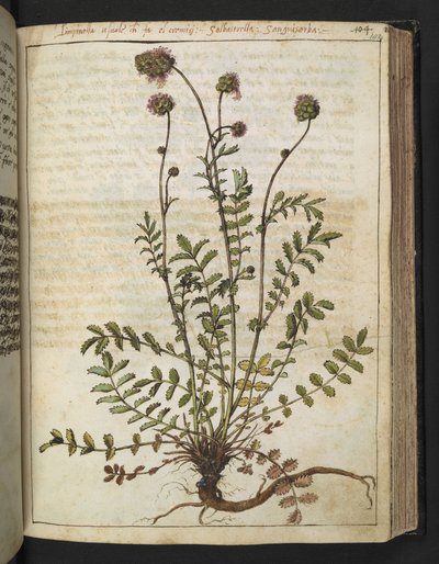 Sanguisorba minor, z „Obrazów flory stanów rzymskich” Gherardo Cibo, Add MS 22333, f102r, c.1564-84 (akwarela i gwasz na papierze) autorstwa Gherardo Cibo