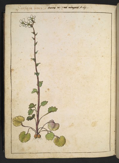 Saxifraga bianca, kwiat alpejski z białymi płatkami, z „Obrazów flory państw rzymskich” autorstwa Gherardo Cibo, Add MS 22333, f180v, c.1564-84 (akwarela i gwasz na papierze) autorstwa Gherardo Cibo