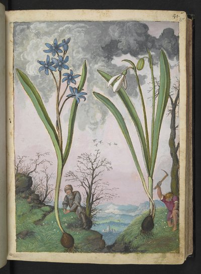 Scilla bifolia i Galanthus nivalis, z "Obrazów flory państw rzymskich" Gherardo Cibo, Add MS 22333, f035r, c.1564-84 (akwarela i gwasz na papierze) autorstwa Gherardo Cibo