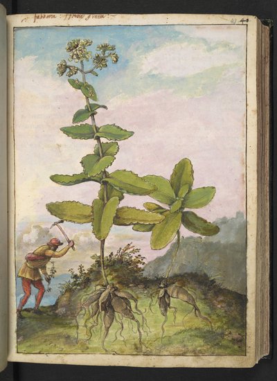 Telefium rozchodnikowe, z „Obrazów flory stanów rzymskich” Gherardo Cibo, Add MS 22333, f043r, c.1564-84 (akwarela i gwasz na papierze) autorstwa Gherardo Cibo