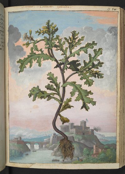 Senecio vulgaris, z "Obrazów Flory Stanów Rzymskich" Gherardo Cibo, Add MS 22333, f057r, c.1564-84 (akwarela i gwasz na papierze) autorstwa Gherardo Cibo