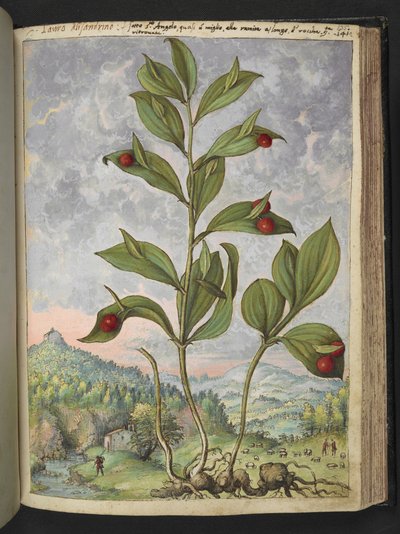 Streptopus amplexifolius (Skręcona łodyga), z „Obrazów flory stanów rzymskich” autorstwa Gherardo Cibo, Add MS 2233, f135r, c.1564-84 (akwarela i gwasz na papierze) autorstwa Gherardo Cibo