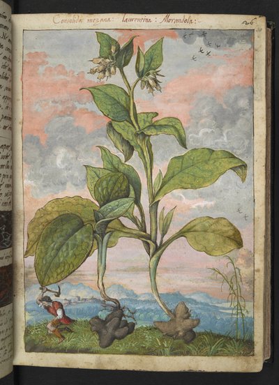 Symphytum tuberosum, z "Obrazów flory stanów rzymskich" Gherardo Cibo, Add MS 22333, f030r, c.1564-84 (akwarela i gwasz na papierze) autorstwa Gherardo Cibo