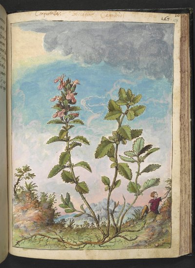 Teucrium chamaedrys (Wall Germander), z „Obrazy flory państw rzymskich” Gherardo Cibo, Add MS 22333, f159r, c.1564-84 (akwarela i gwasz na papierze) autorstwa Gherardo Cibo