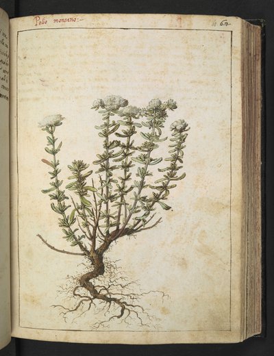 Teucrium montanum, z „Obrazów flory państw rzymskich” Gherardo Cibo, Add MS 22333, f068r, c.1564-84 (akwarela i gwasz na papierze) autorstwa Gherardo Cibo