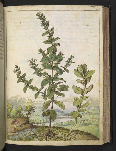 Teucrium scordium, z „Obrazów flory państw rzymskich” Gherardo Cibo, Add MS 22333, f105r, c.1564-84 (akwarela i gwasz na papierze) autorstwa Gherardo Cibo