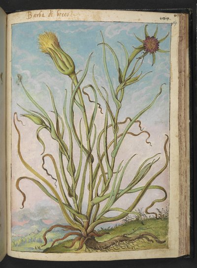 Tragopogon porrifolius, z „Obrazów flory państw rzymskich” Gherardo Cibo, Add MS 22333, f169r, c.1564-84 (akwarela i gwasz na papierze) autorstwa Gherardo Cibo