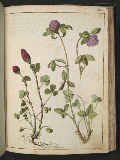 Trifolium incarnatum & Trifolium pratens, z „Obrazów flory stanów rzymskich” autorstwa Gherardo Cibo, Add MS 22333, f151r, c.1564-84 (akwarela i gwasz na papierze) autorstwa Gherardo Cibo