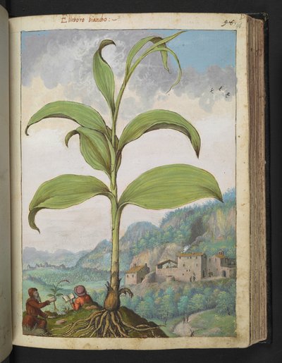 Veratrum nigrum, z "Obrazów flory państw rzymskich" Gherardo Cibo, Add MS 22333, f096r, c.1564-84 (akwarela i gwasz na papierze) autorstwa Gherardo Cibo