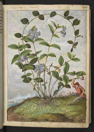 Vinca minor (Barwinek), z „Obrazów flory stanów rzymskich” Gherardo Cibo, Add MS 22333, f026r, c.1564-84 (akwarela i gwasz na papierze) autorstwa Gherardo Cibo